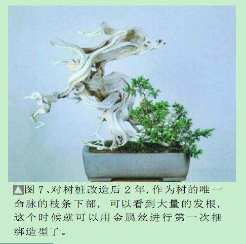 日本盆景大师木村正彦演示盆景的制作过程