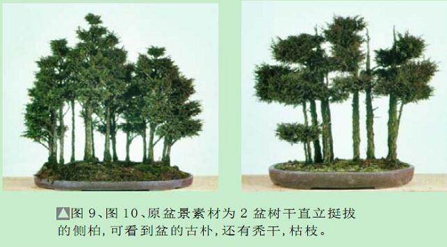 日本盆景大师木村正彦演示盆景的制作过程