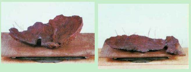 日本盆景大师木村正彦演示盆景的制作过程