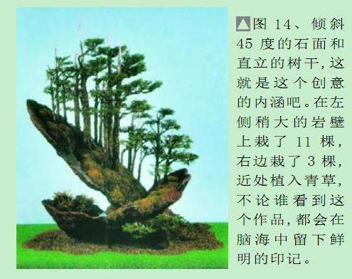 日本盆景大师木村正彦演示盆景的制作过程