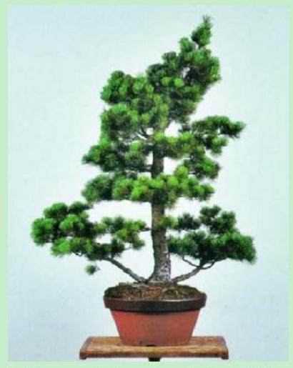 日本盆景大师木村正彦演示盆景的制作过程