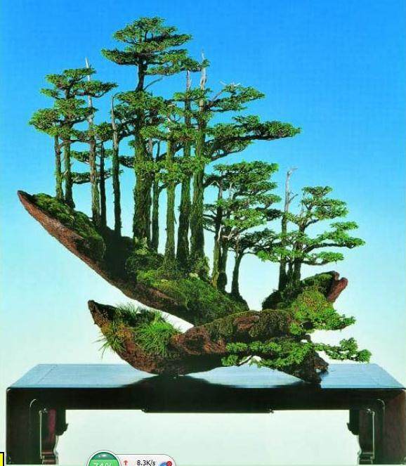 日本盆景大师木村正彦演示盆景的制作过程