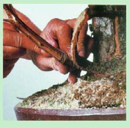 日本盆景大师木村正彦演示盆景的制作过程