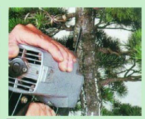 日本盆景大师木村正彦演示盆景的制作过程