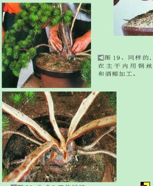 日本盆景大师木村正彦演示盆景的制作过程