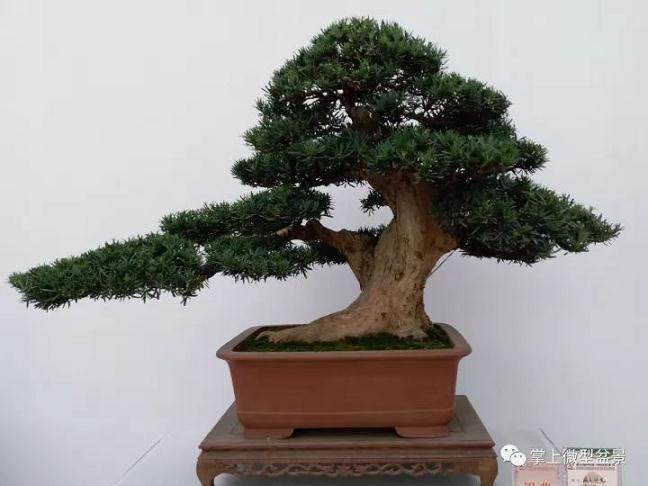 达人告诉你盆景养护关键技巧