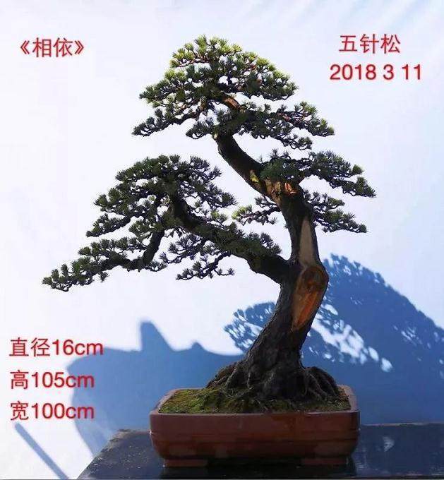 任天明松树盆景新作欣赏