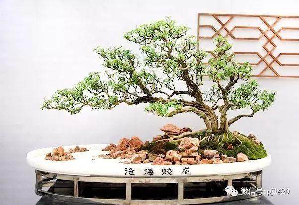 两面针盆景的养护技巧