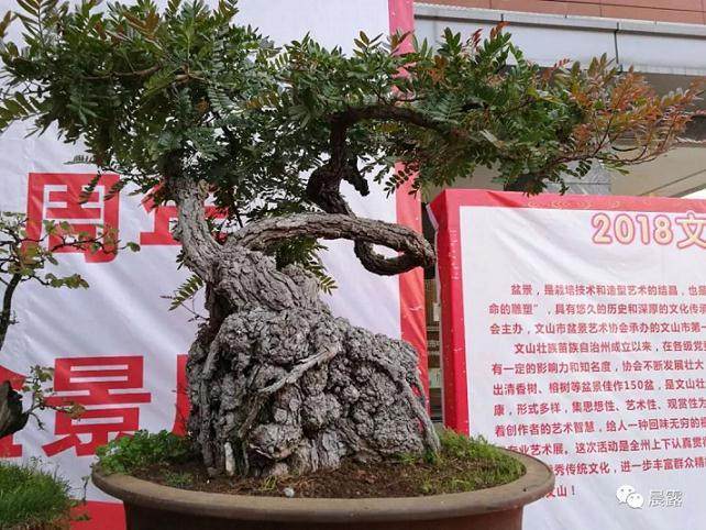 2018年 文山市首届盆景展