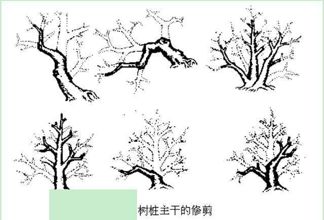 怎样确定盆景树桩主干的最好走向？