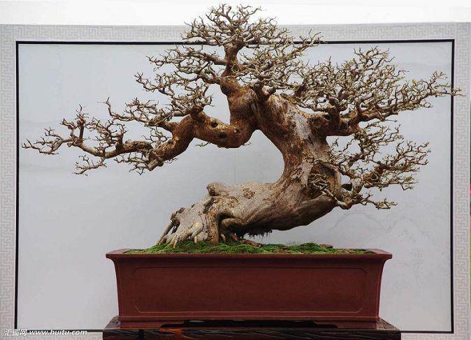 怎样对己修剪好盆景进行”切口上蜡”?