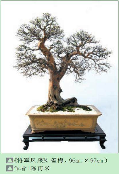 台州市举办的2007盆景展览会于lO月4日落下帷幕