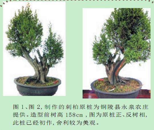 图解樊顺利的刺柏盆景造型示范