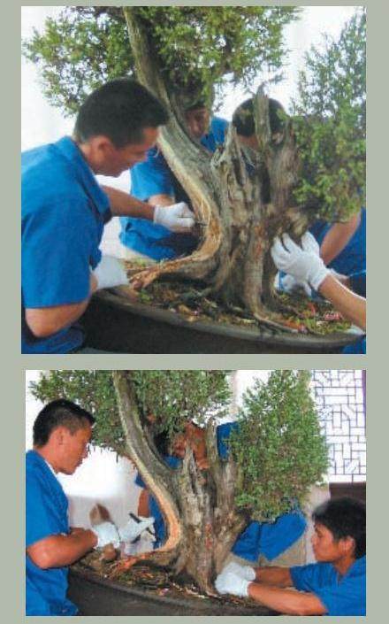 图解 樊顺利的刺柏盆景怎么造型示范