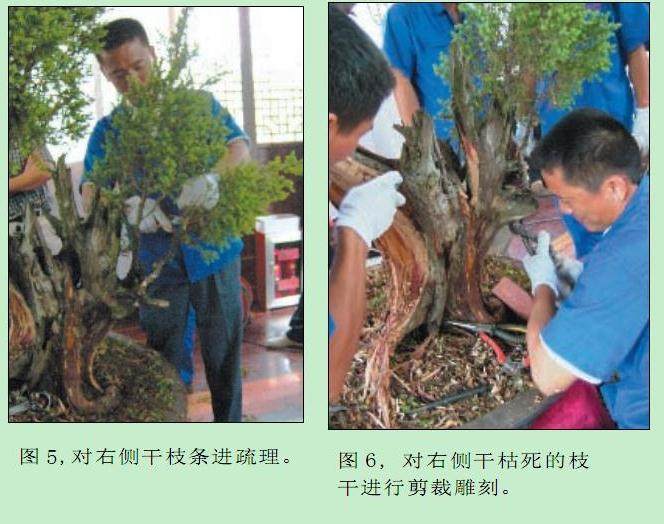 图解 樊顺利的刺柏盆景怎么造型示范