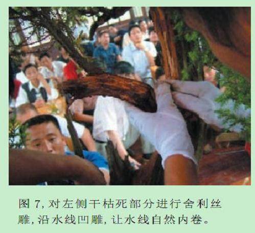 图解 樊顺利的刺柏盆景怎么造型示范