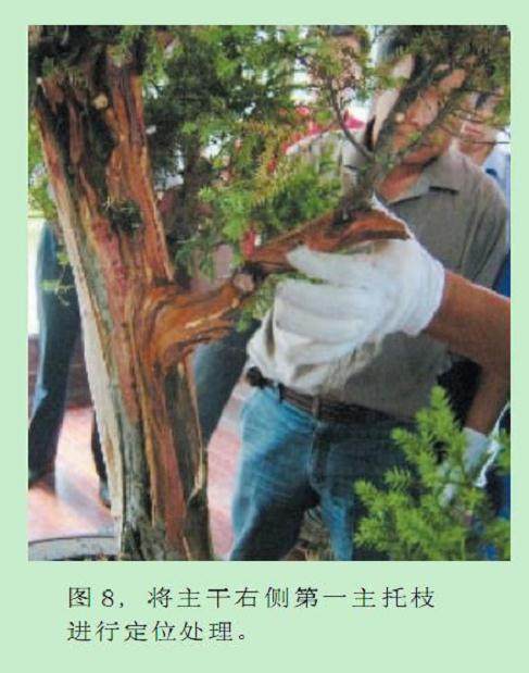 图解 樊顺利的刺柏盆景怎么造型示范
