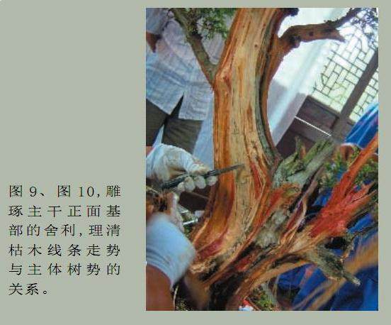 图解 樊顺利的刺柏盆景怎么造型示范