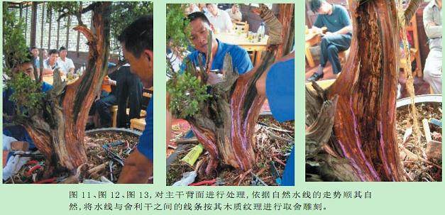 图解 樊顺利的刺柏盆景怎么造型示范