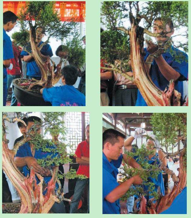 图解 樊顺利的刺柏盆景怎么造型示范