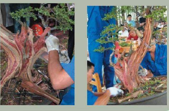 图解 樊顺利的刺柏盆景怎么造型示范