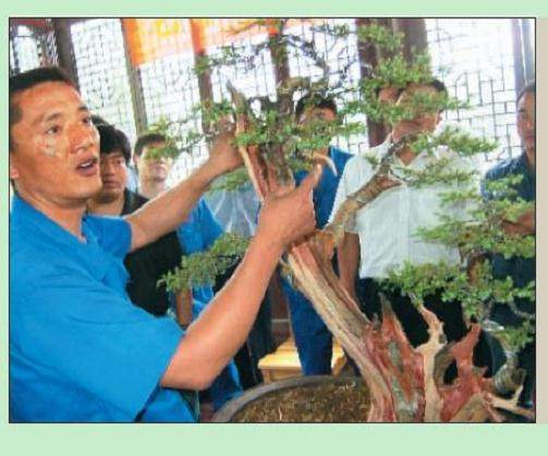 图解 樊顺利的刺柏盆景怎么造型示范