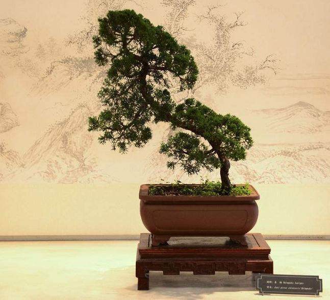 盆景的创意会给你带来巨大的财富