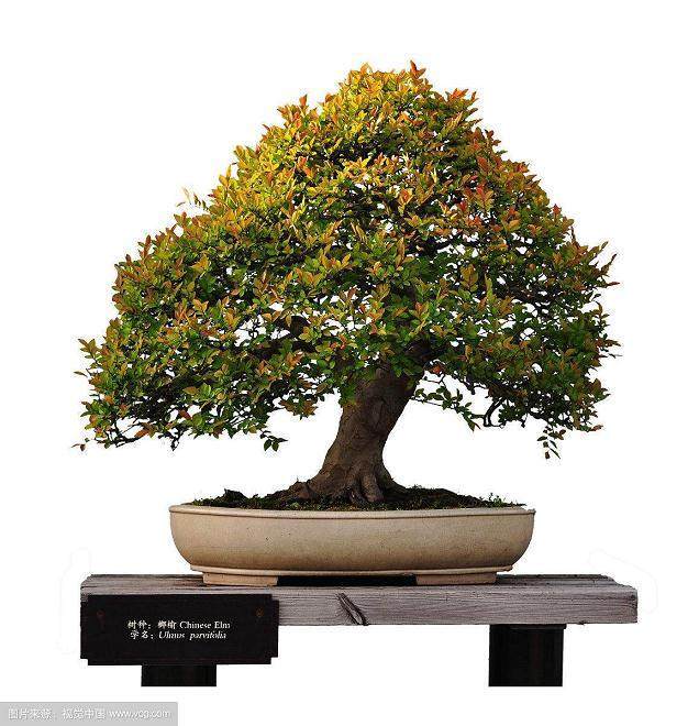 中国盆景艺术要走向世界 一定要树立品牌意识