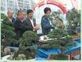 钟祥市召开盆景制作研讨现场演示会