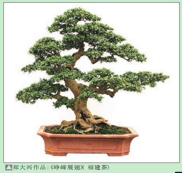 中国盆景艺术家协会理事 -- 郑大兴