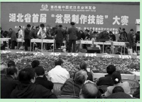 湖北省首届盆景制作技能大赛