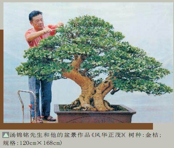 中国盆景艺术家协会常务理事 -- 汤锦铭