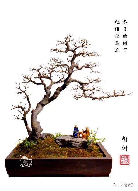 盆景融园艺学 文学 美学于一体