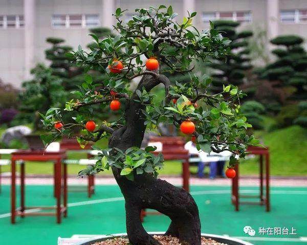 盆景素材佳品 果红叶翠的金弹子就该这么玩!