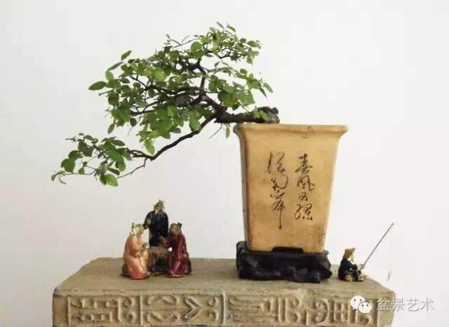 雀梅盆景的初植管理