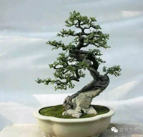 雀梅盆景的采桩期和植前处理