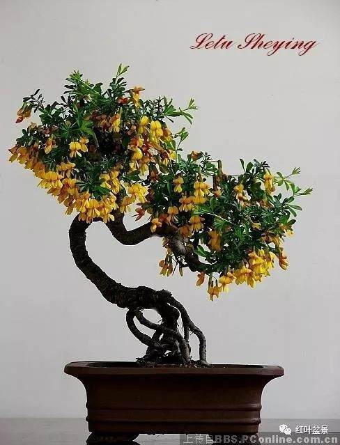 金雀盆景的制作技巧