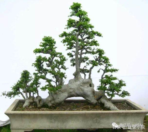 榆树盆景怎样养护