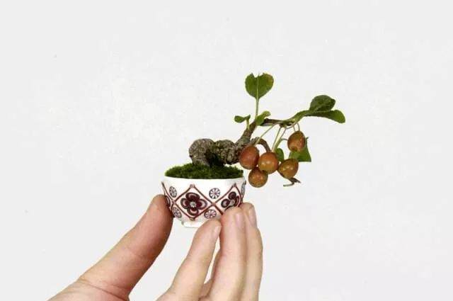 微型盆景-真正地把玩盆景