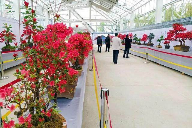 井冈山首届杜鹃盆景、奇石、根艺展开展!