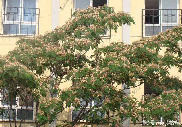 老爸扦插合欢花盆景 引得邻居纷纷效仿