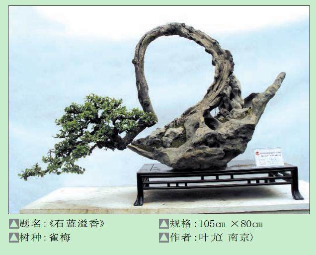 南京市的首届&ldquo;长三角&rdquo;城市职工盆景艺术展