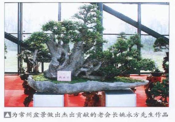 20年来 常州盆景协会会长姚永方先生呕心沥血