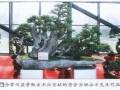 20年来 常州盆景协会会长姚永方先生呕心沥血