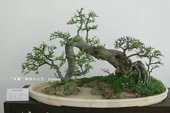 细读该文郑永泰先生的《山水盆景分类探讨》一文