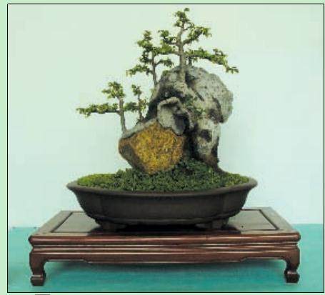 江西省第四届盆景艺术展于2007年9月在南昌市举行