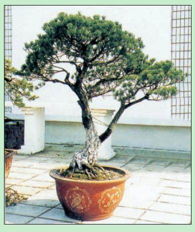 图解日本五针松盆景的制作方法