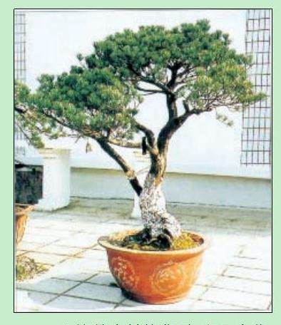 图解 日本五针松盆景怎么制作的23个过程