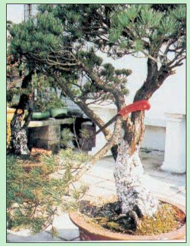 图解 日本五针松盆景怎么制作的23个过程