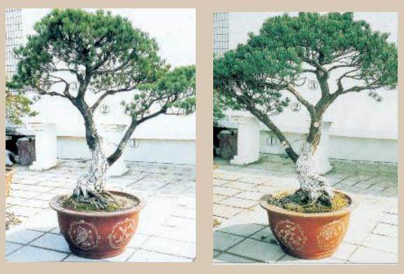 图解 日本五针松盆景怎么制作的23个过程